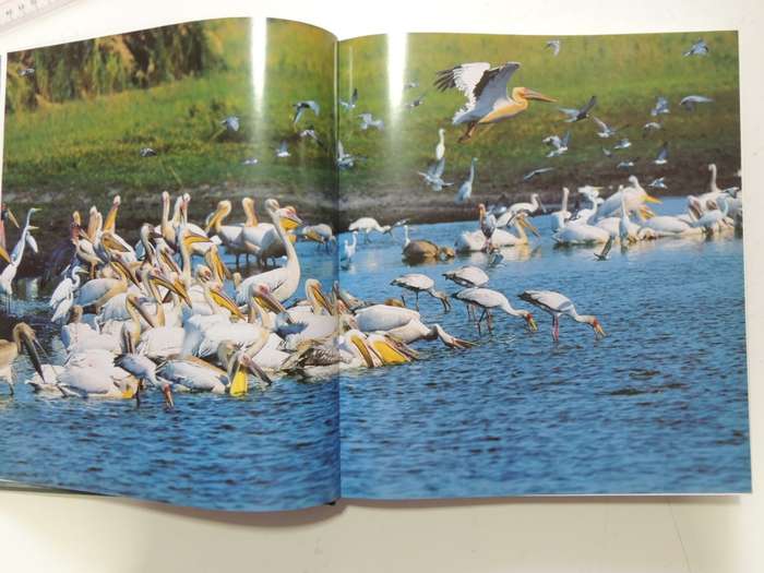 Mombo - Okavango`s Place Of PlentyMike Myers, Penny Hoets & Grant Woodrow