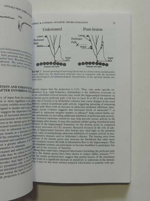 Brain Mechanics - Papers In The Memory Of Robert Thompsoned. Francis M. Crinella & Jen Yu