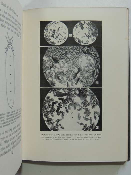 The Soul Of The White Ant - 4th Edition 1939- Eugene Marais