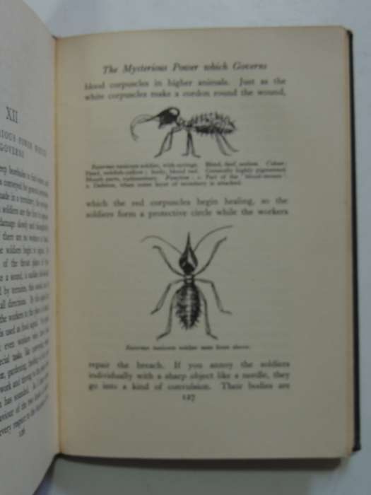 The Soul Of The White Ant - 2nd Edition 1937 - Eugene Marais  INSCRIBED BY MRS JAN JUTA
