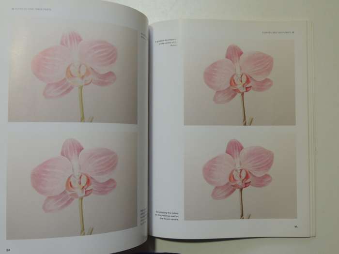 Botanical Painting - Mariella Baldwin