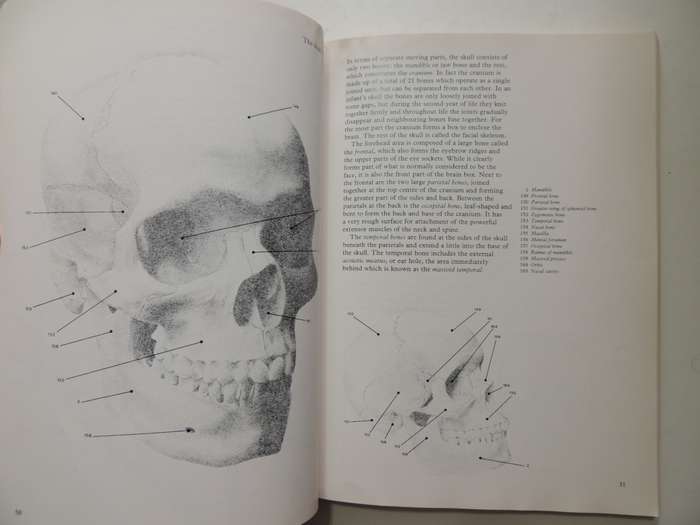 Figure Drawing And Anatomy For The Artist - John Raynes