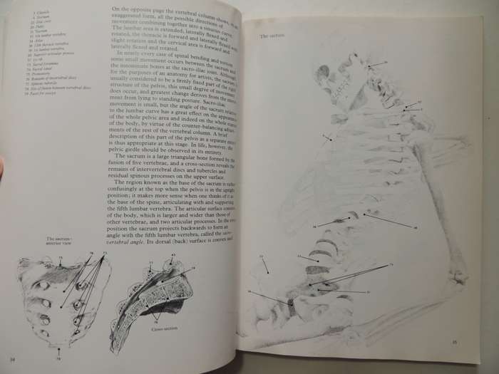 Figure Drawing And Anatomy For The Artist - John Raynes