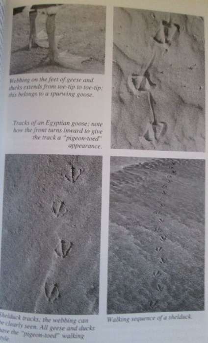 A Field Guide to the Tracks and Signs of Southern and East African Wildlife - Chris & Tilde Stuart