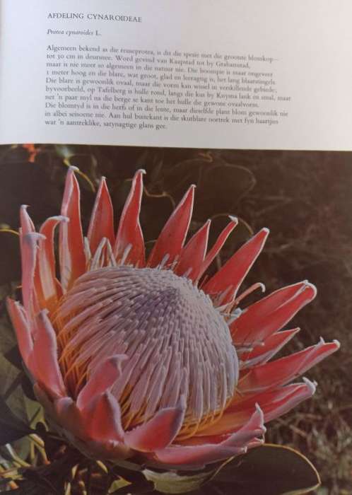 Die Proteaceae Van Suid-Afrika - Frank Rousseau - Hardcover - 110 Pages