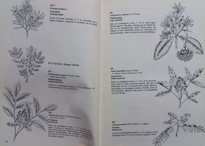 Suid-Kaapse Boomgids - F. von Breitenbach - Softcover - 114 pages