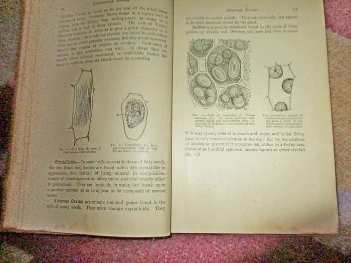 Elementary Botany for South Africa 1910