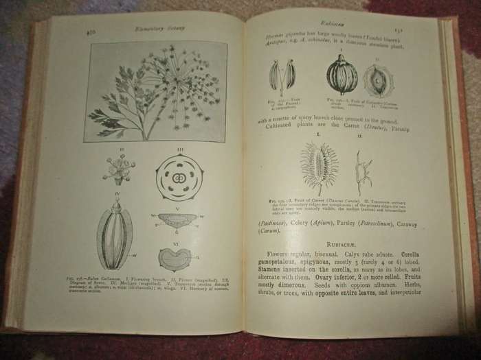 Elementary Botany for South Africa 1910