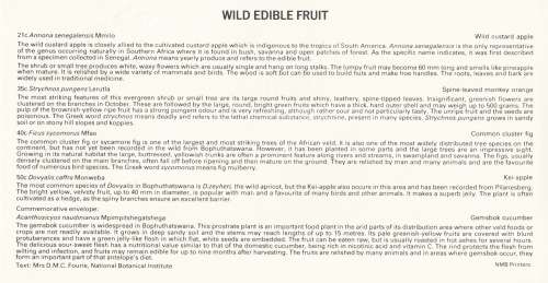 BOP 1991-01-24 Edible Wild Fruit FDC 2.22 (31 000) [SACC R10]