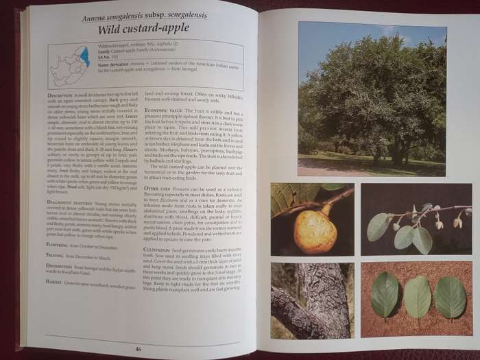 Making the most of Indigenous Trees