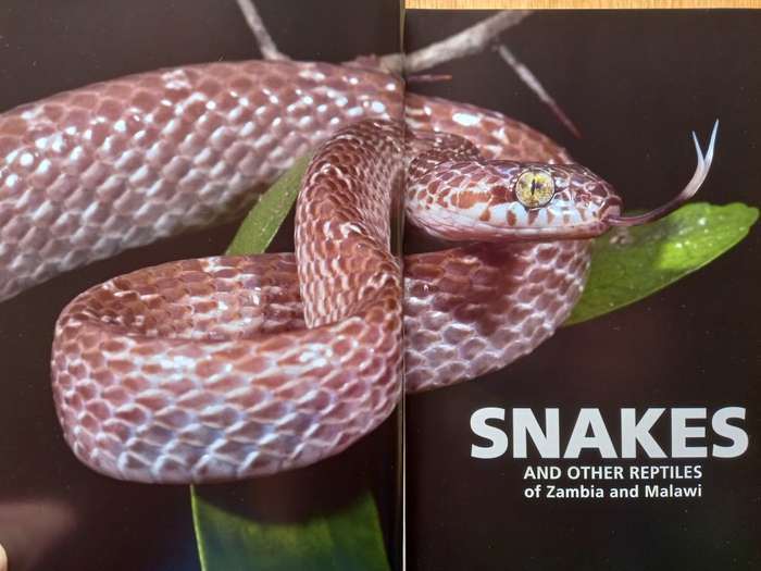 Snakes and other Reptiles of Zambia and Malawi by Darren Pietersen, Like Verburgt and John Davies