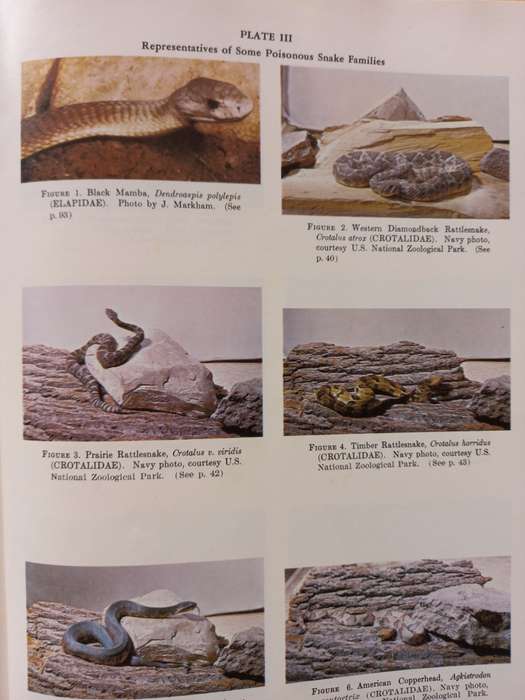 Poisonous Snakes of the World