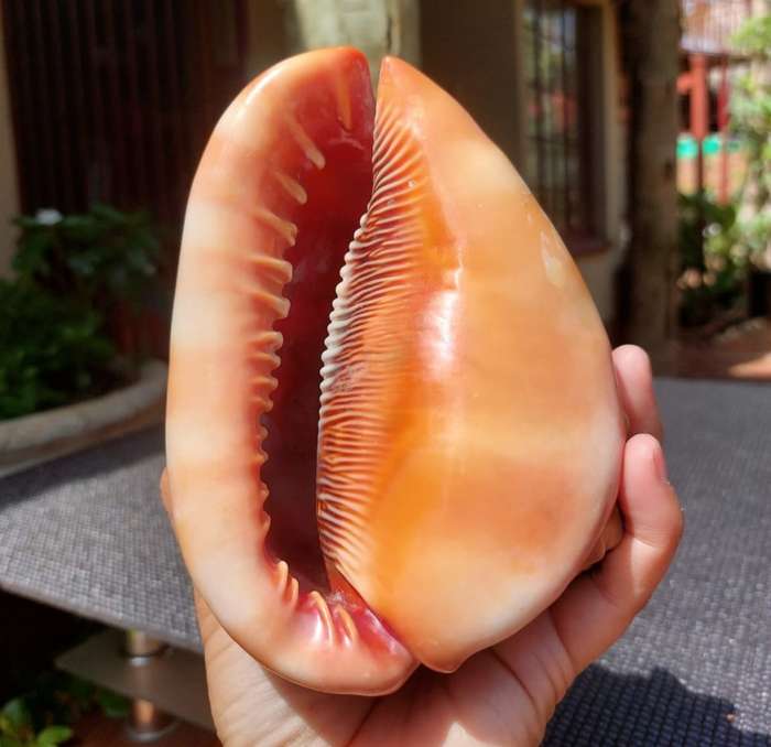 BEAUTIFUL BULLMOUTH HELMET SEA SHELL (CAMEO SHELL)
