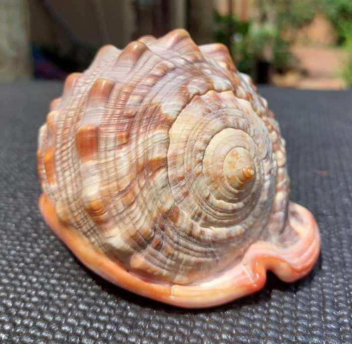 BEAUTIFUL BULLMOUTH HELMET SEA SHELL (CAMEO SHELL)