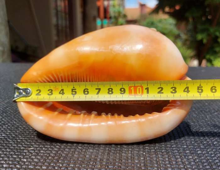 BEAUTIFUL BULLMOUTH HELMET SEA SHELL (CAMEO SHELL)