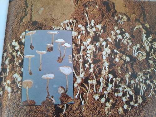 Mushrooms and Toadstools / Sampiome en Paddastoele