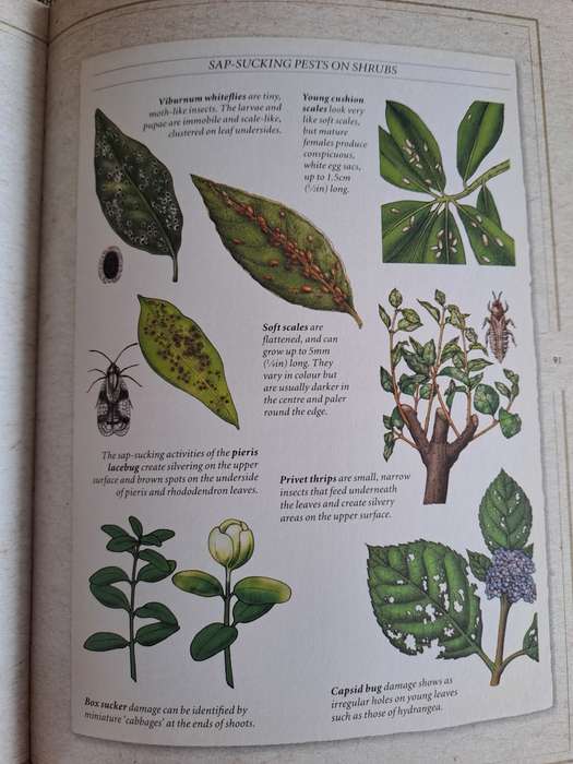 Garden Problem Solver - Mitchell Beazley