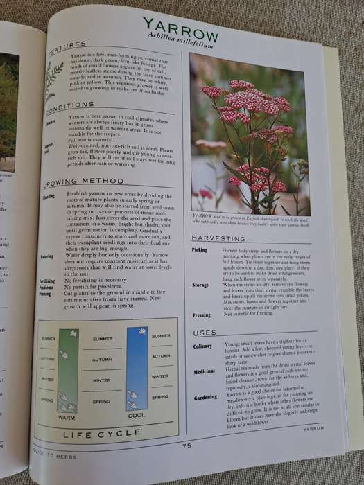 A Grower`s Guide to Herbs - Woolworths