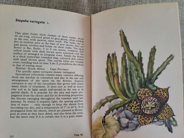 Cacti and Succulents - Rudolf Subik
