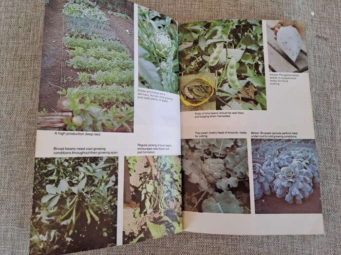 Growing Vegetables in South Africa