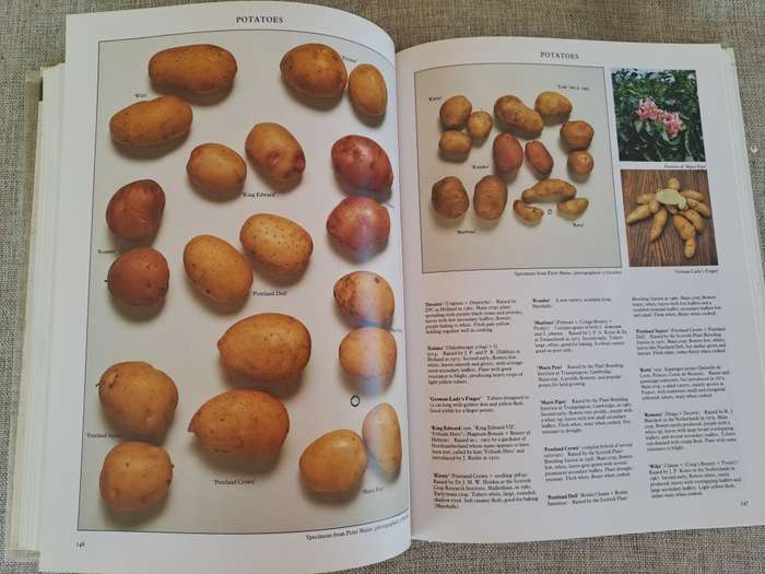 Vegetables - Roger Phillips & Martyn Rix
