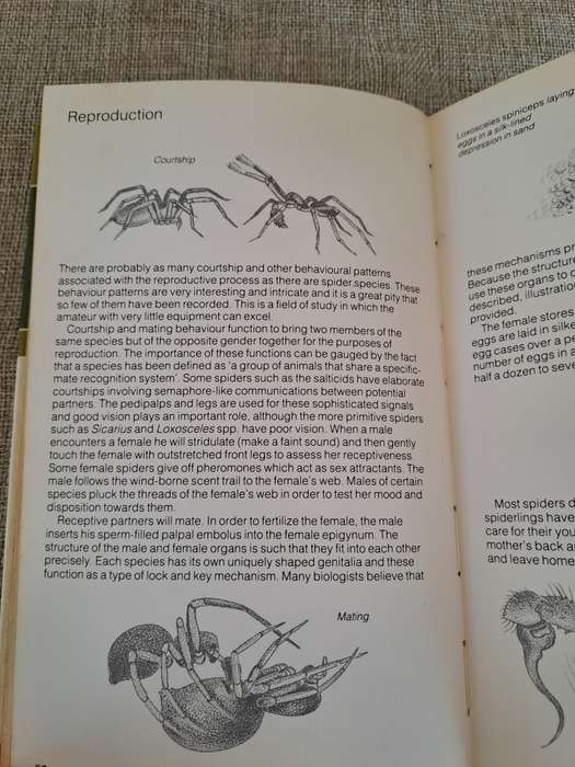 Struik Pocket Guides for Southern Africa Spiders - Gerry Newlands and Elbie de Meillon