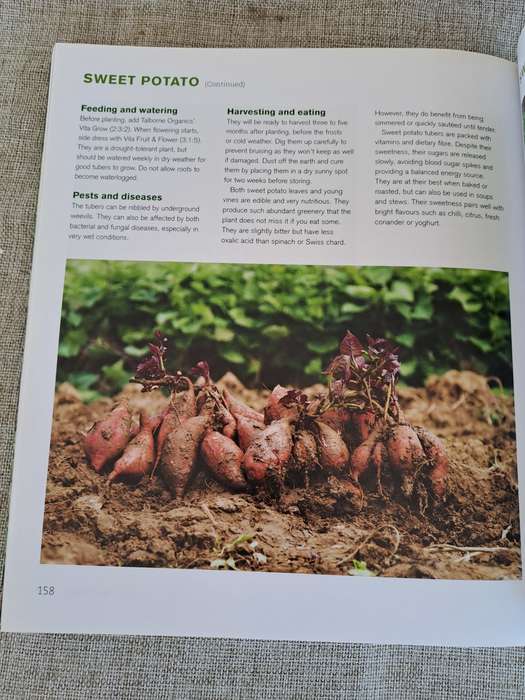 Jane's Delicious A-Z of Vegetables - A guide to growing organic vegetables in South Africa