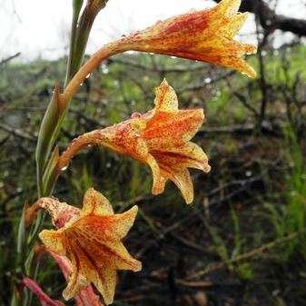 5 Gladiolus emiliae Rare Indigenous South African Endemic Perennial Bulb Seeds -Combined Global Ship