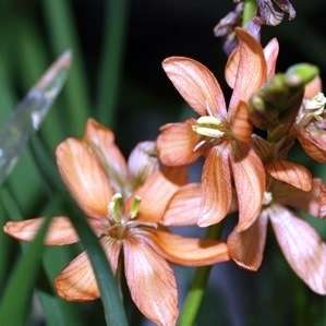 5 Ixia pumilio Seeds - Indigenous South African Bulb Seeds For Sale From South Africa
