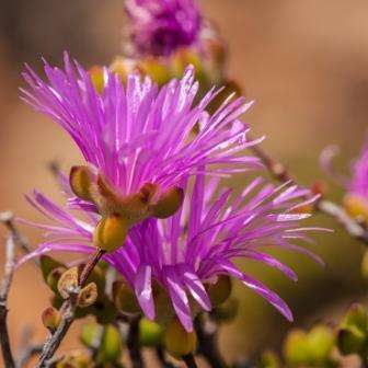 Drosanthemum macrocalyx Seeds - Indigenous - Buy Seeds from Africa for Native African Succulents