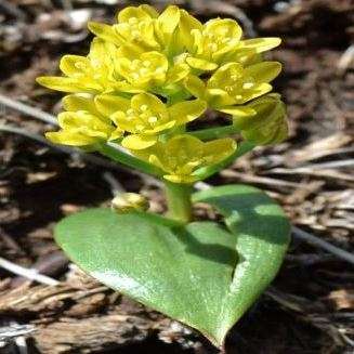 Eriospermum cordiforme Seeds- Indigenous South African Endemic Perennial Bulb Seeds from Africa