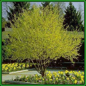 Cornus mas Seeds - Cornelian Cherry or European Cornel Tree or Shrub, Edible Fruit, NEW