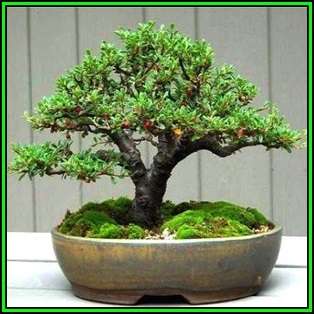 Cotoneaster horizontalis - Rockspray Cotoneaster Bonsai Seeds + FREE Seeds + Bonsai eBook NEW