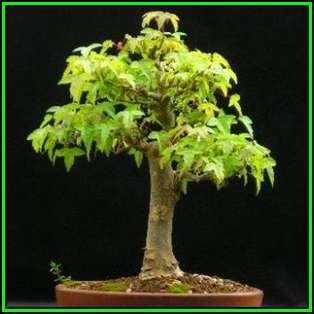 Acer buergerianum - Trident Maple Bonsai Seeds + FREE Gifts Seeds + Bonsai eBook, NEW