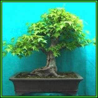Acer buergerianum - Trident Maple Bonsai Seeds + FREE Gifts Seeds + Bonsai eBook, NEW