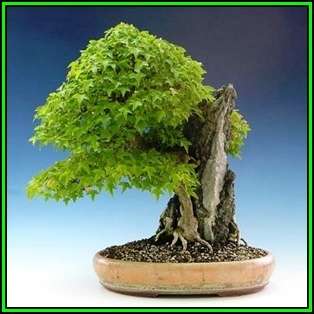 Acer buergerianum - Trident Maple Bonsai Seeds + FREE Gifts Seeds + Bonsai eBook, NEW