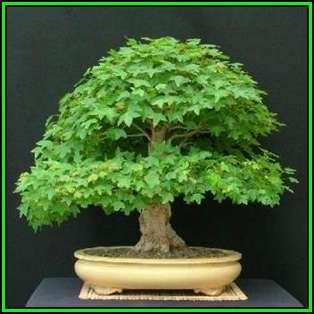 Acer buergerianum - Trident Maple Bonsai Seeds + FREE Gifts Seeds + Bonsai eBook, NEW