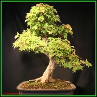 Acer buergerianum - Trident Maple Bonsai Seeds + FREE Gifts Seeds + Bonsai eBook, NEW
