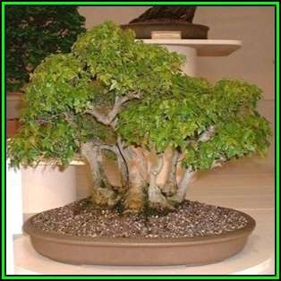 Acer buergerianum - Trident Maple Bonsai Seeds + FREE Gifts Seeds + Bonsai eBook, NEW
