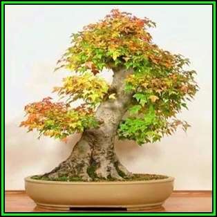 Acer buergerianum - Trident Maple Bonsai Seeds + FREE Gifts Seeds + Bonsai eBook, NEW
