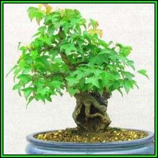 Acer buergerianum - Trident Maple Bonsai Seeds + FREE Gifts Seeds + Bonsai eBook, NEW