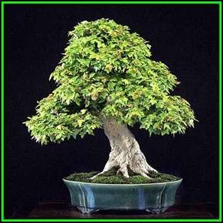 Acer buergerianum - Trident Maple Bonsai Seeds + FREE Gifts Seeds + Bonsai eBook, NEW