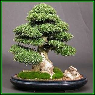 Ilex cornuta - Chinese Holly Bonsai - 10 Seeds + FREE Gifts Seeds + Bonsai eBook, NEW