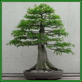 Metasequoia glyptostroboides - Dawn Redwood Bonsai Seeds + FREE Gifts Seeds + Bonsai eBook, NEW