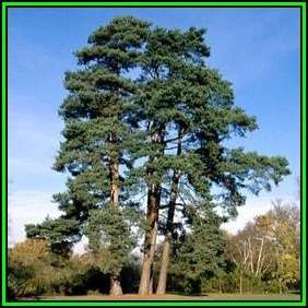 Pinus sylvestris - 10 Seeds - Scots Pine, Red Fir Tree or Shrub, NEW