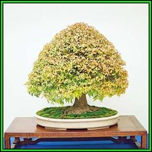 Zelkova serrata - Japanese Zelkova Bonsai Seeds + FREE Gifts Seeds + Bonsai eBook NEW