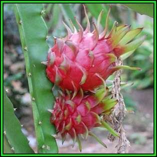 Hylocereus undatus Seeds - Dragonfruit, White Pitaya Succulent Cactus Edible Fruit - NEW