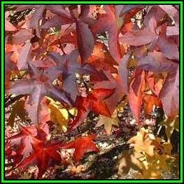 Liquidambar styraciflua Seeds - American Sweetgum Tree Tree or Shrub, NEW