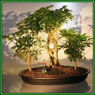 Schefflera arboricola - Hawaiian Elf Schefflera Bonsai - 10 Seeds + Bonsai eBook, NEW