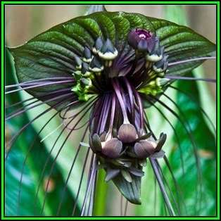 Black Bat Flower Plant Seeds ~ 5 Tacca chantrieri Seeds - Exotic Perennial Bulb Seeds - New